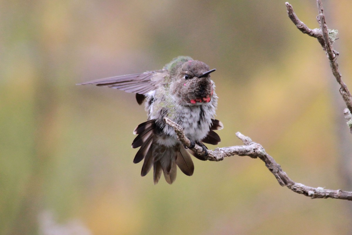 Anna's Hummingbird - Janet Rathjen