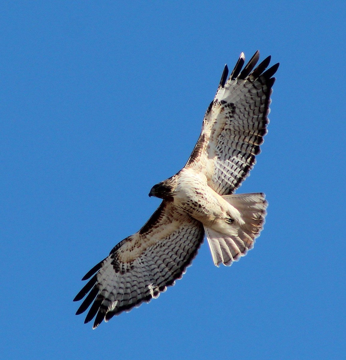 Red-tailed Hawk - alison rodgers