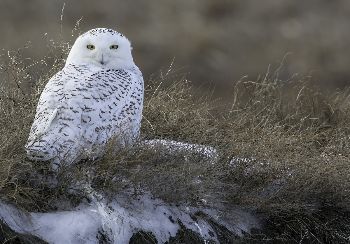 Snowy Owl - Len Medlock