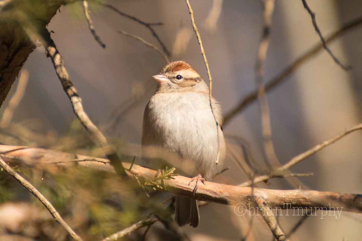 Chipping Sparrow - Brian Murphy