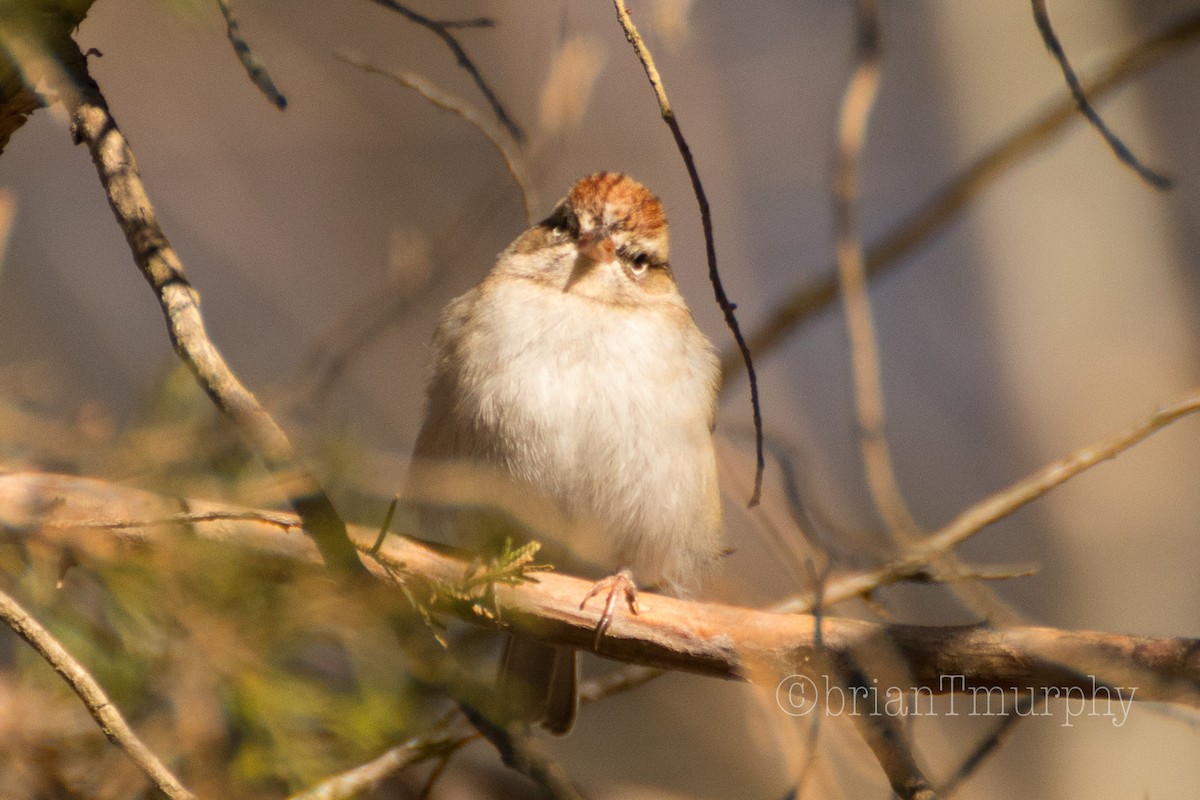 Chipping Sparrow - ML81768141