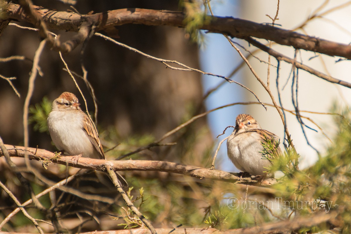 Chipping Sparrow - ML81768151