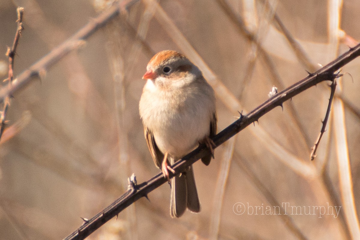 Field Sparrow - ML81768301