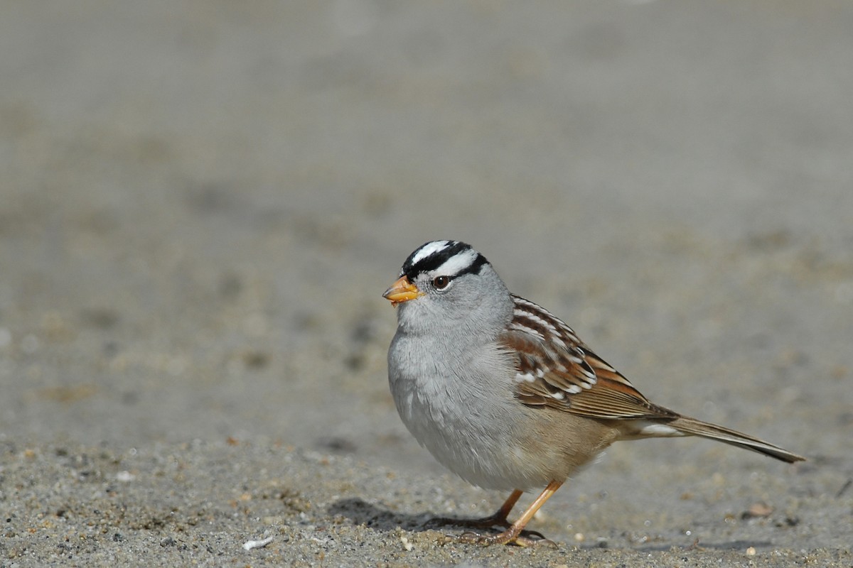 White-crowned Sparrow (Gambel's) - ML81768321