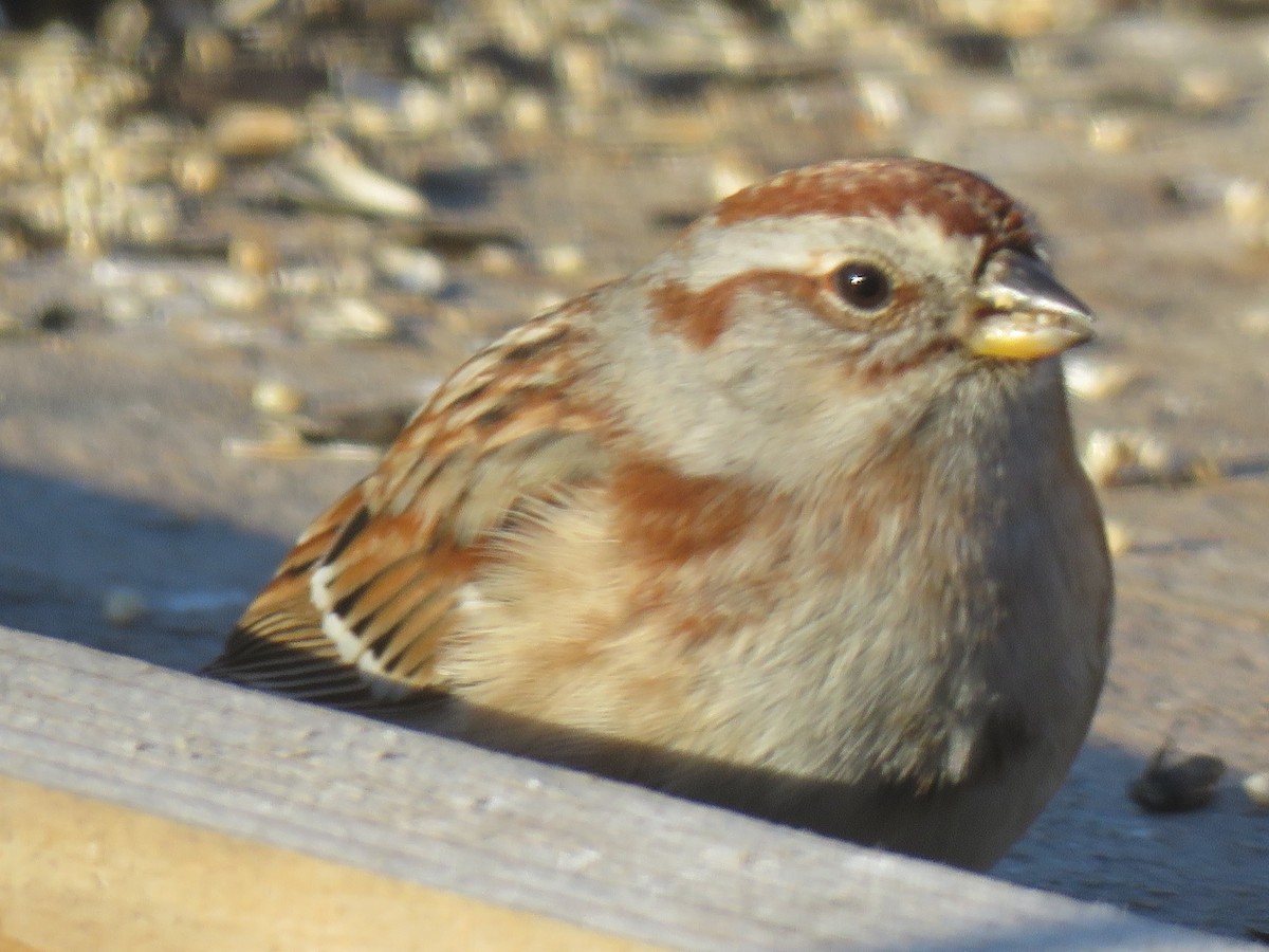 American Tree Sparrow - Judy and Don Self