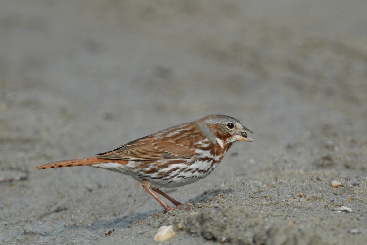 Fox Sparrow (Red) - ML81768981