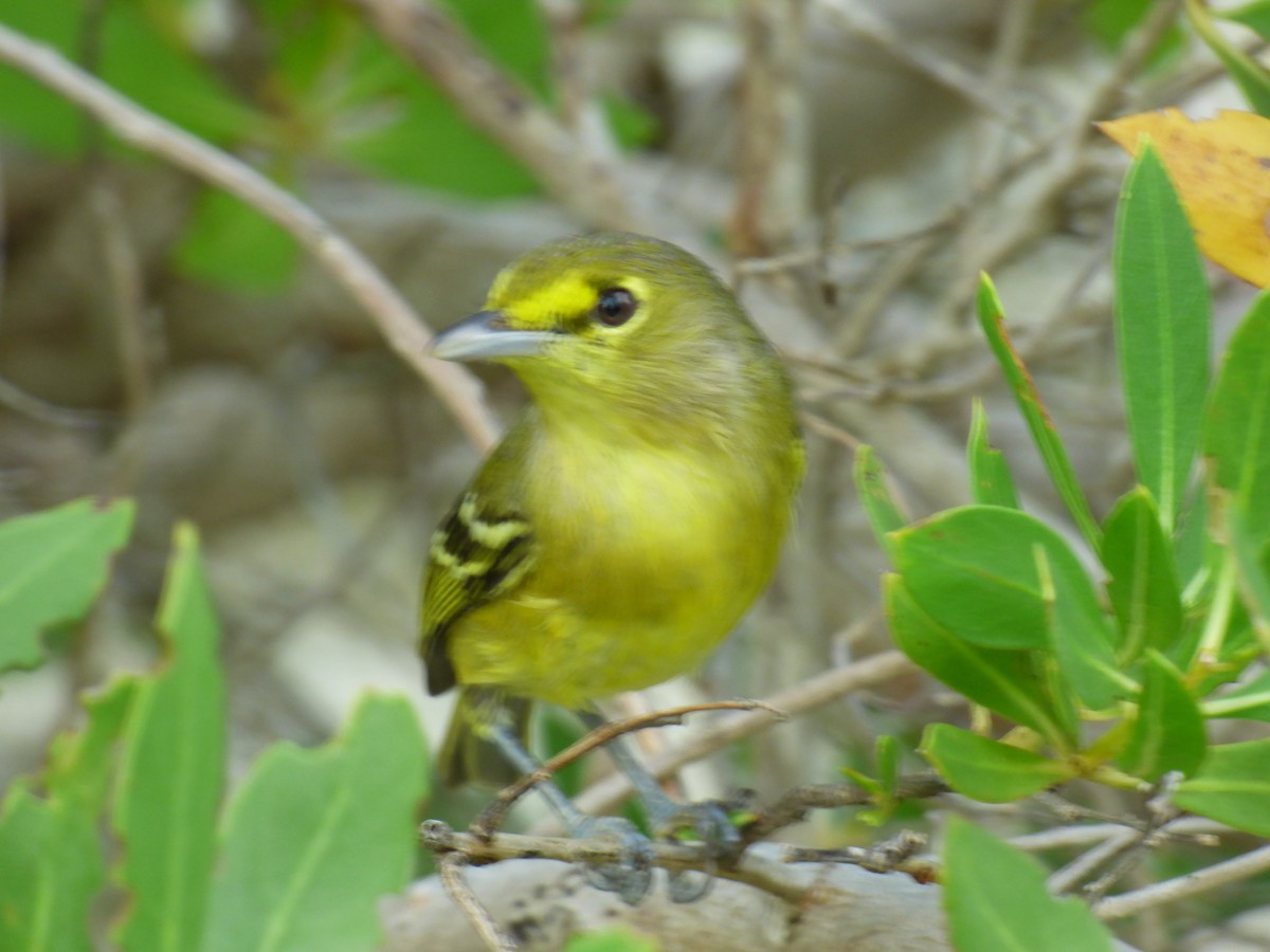 Thick-billed Vireo - ML81769061