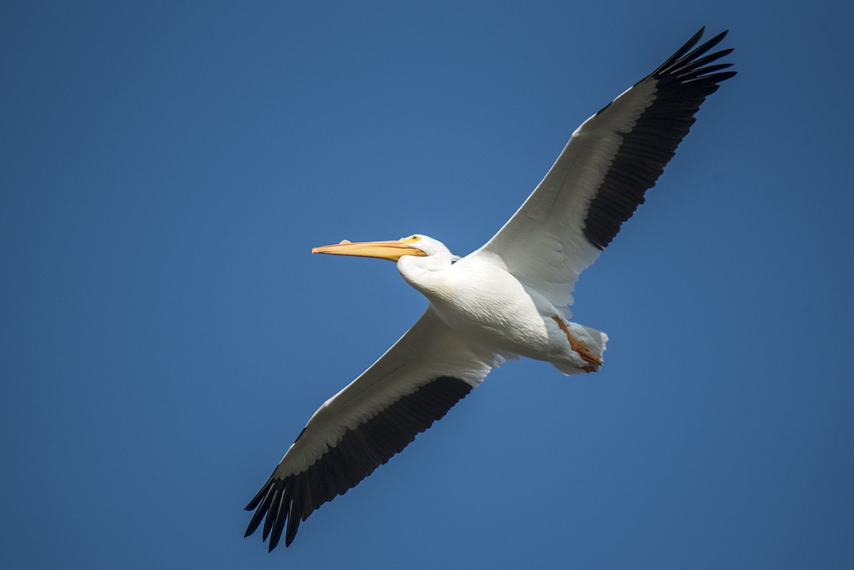 American White Pelican - ML81769681