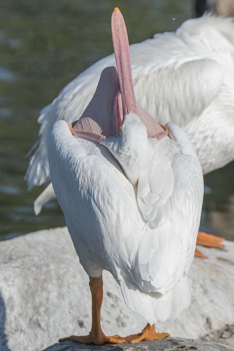 American White Pelican - ML81769711
