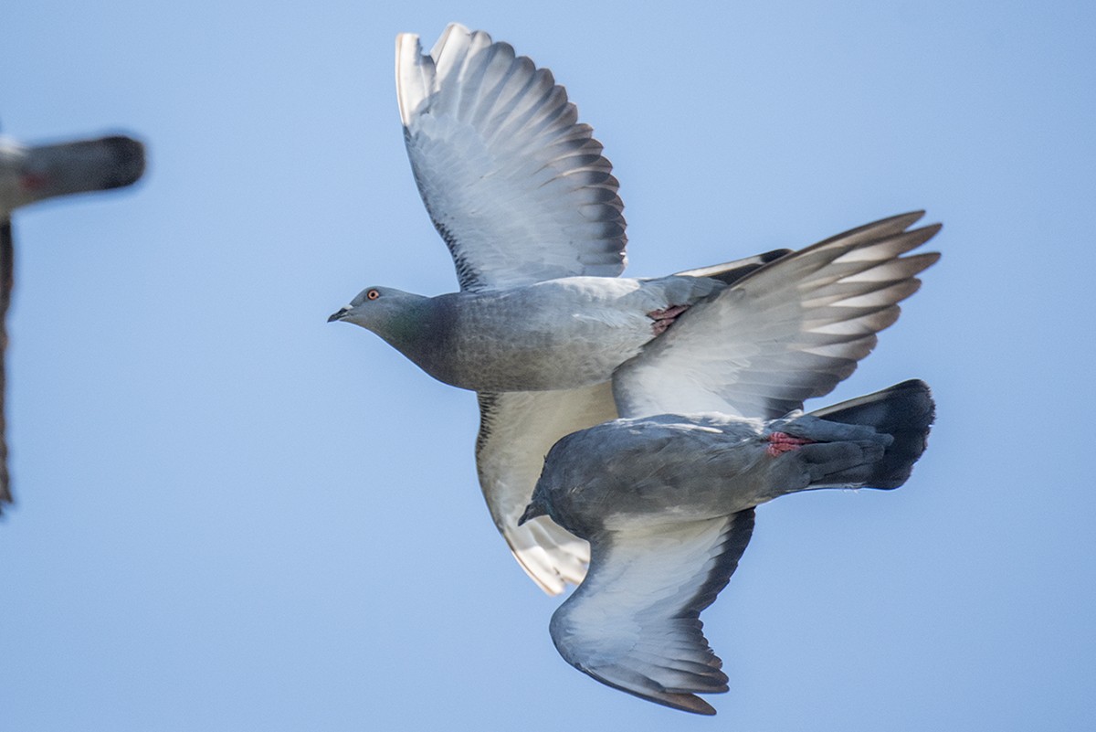 Rock Pigeon (Feral Pigeon) - ML81770011