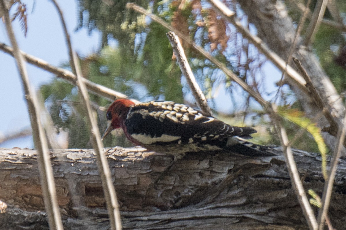 Red-breasted Sapsucker - ML81770081