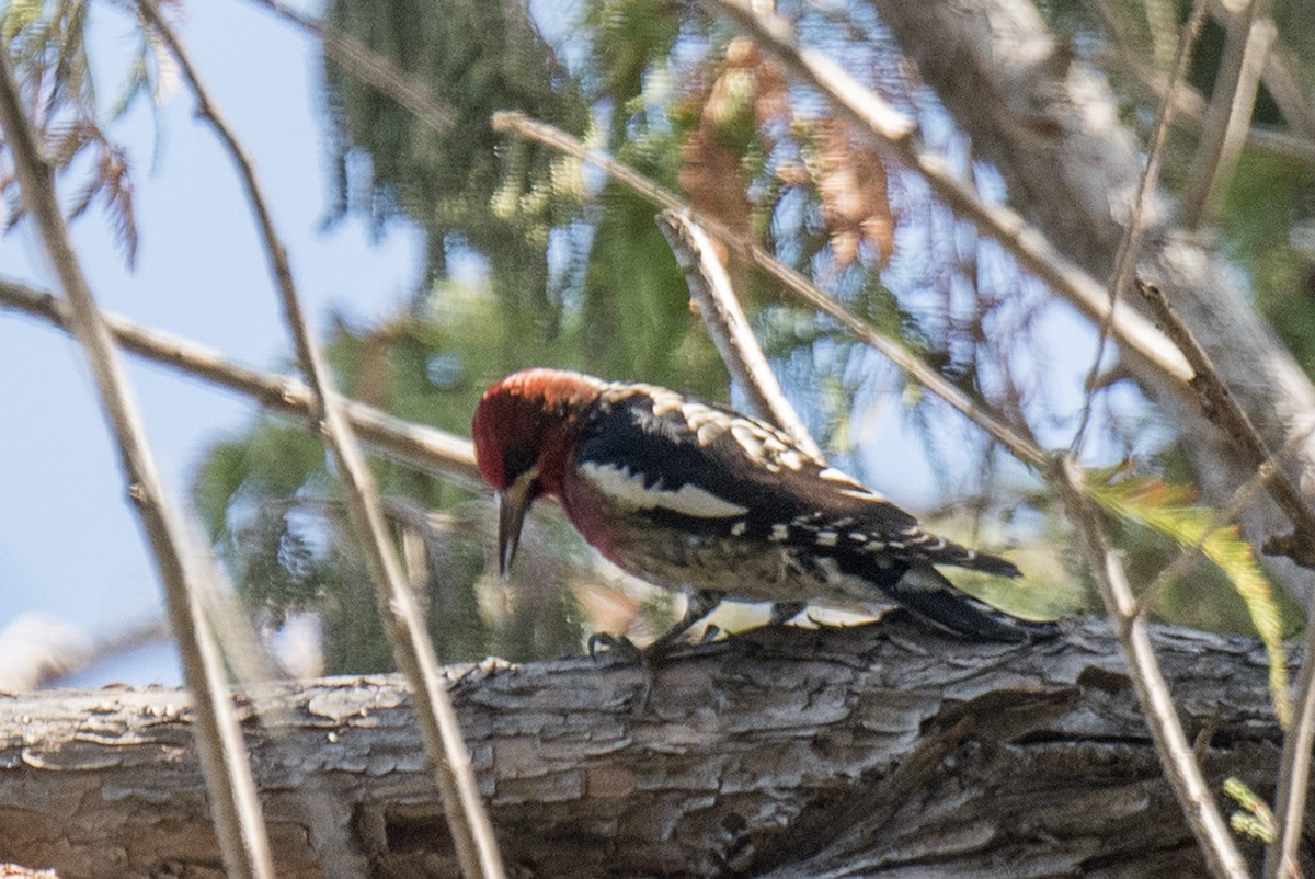 Red-breasted Sapsucker - ML81770091