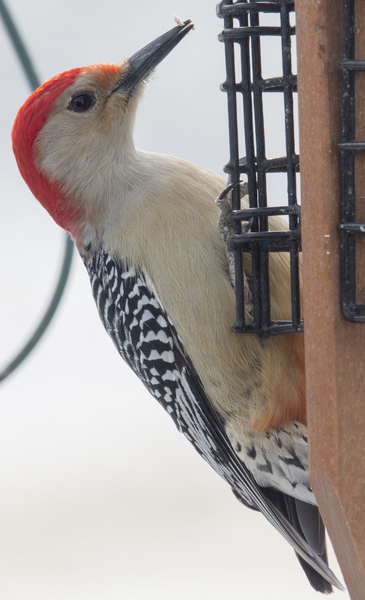 Red-bellied Woodpecker - Scott Young