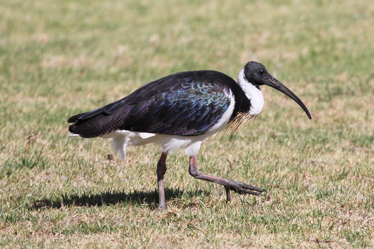 ibis slámokrký - ML81771611