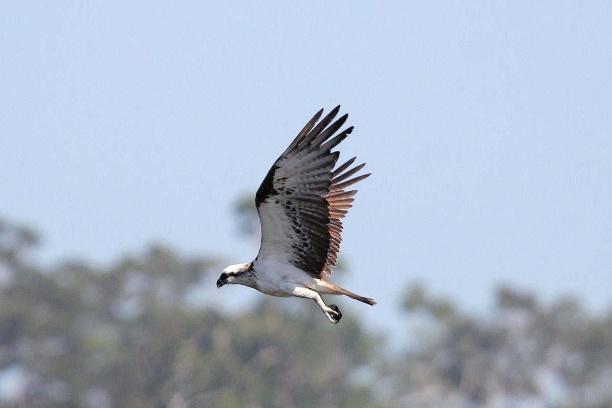 Águila Pescadora (Australia) - ML81771621