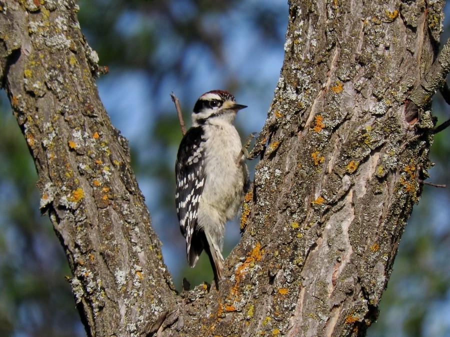 Downy Woodpecker - ML81773351