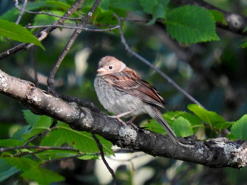 Field Sparrow - Gillian Mastromatteo