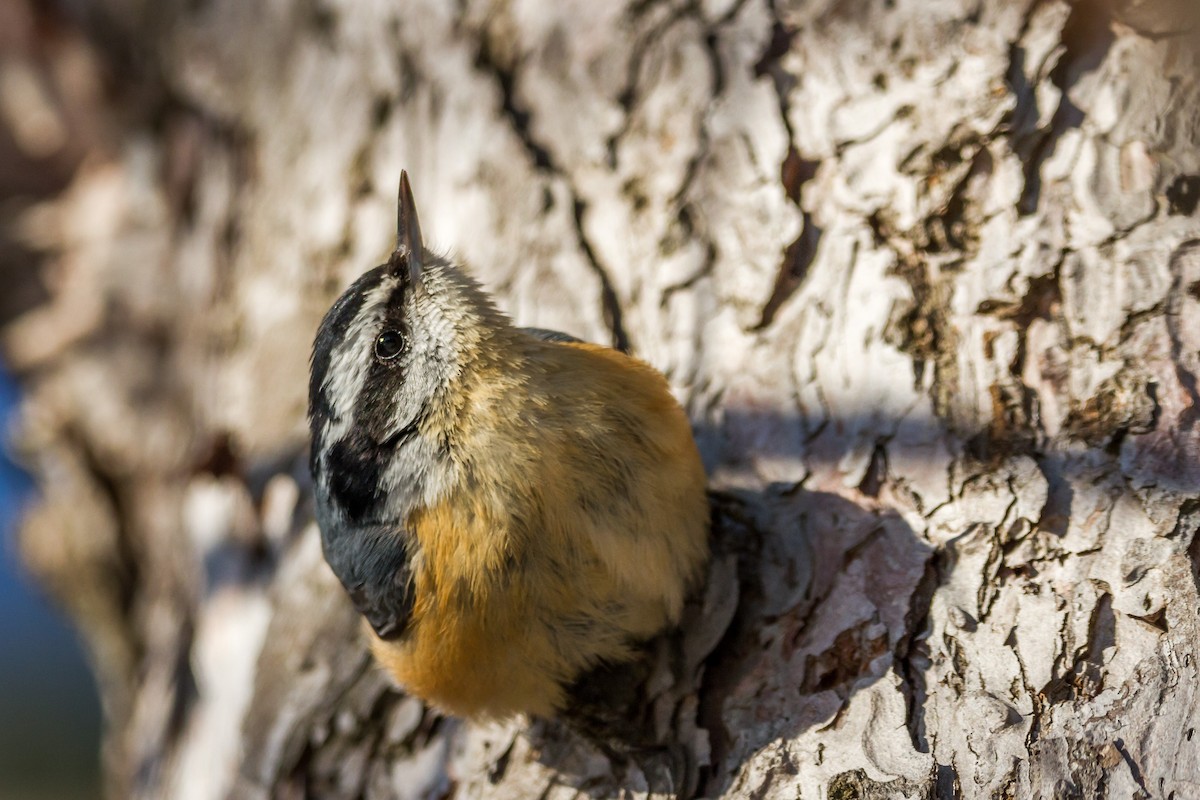 Red-breasted Nuthatch - ML81779251