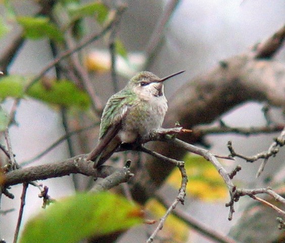 Anna's Hummingbird - Gail Benson