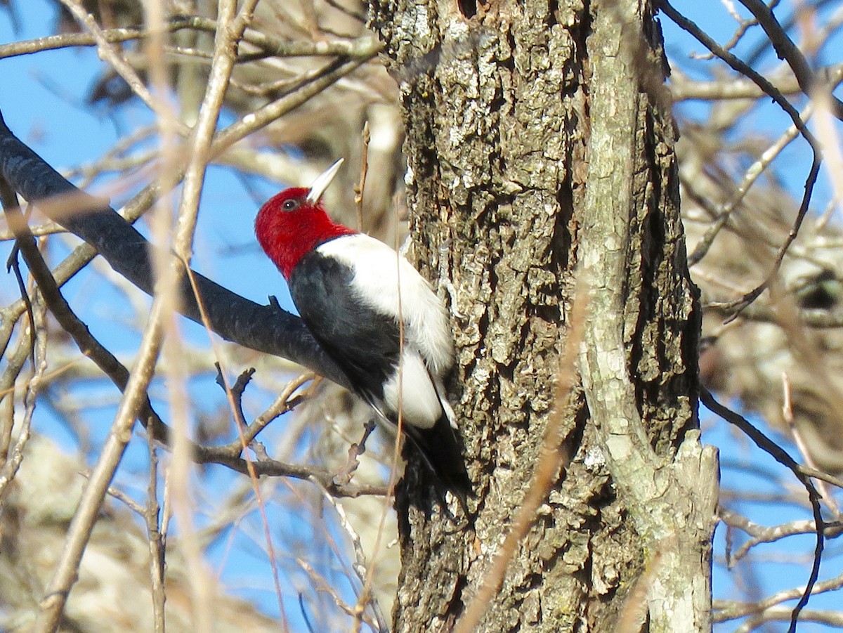 Red-headed Woodpecker - Kathy Cantu