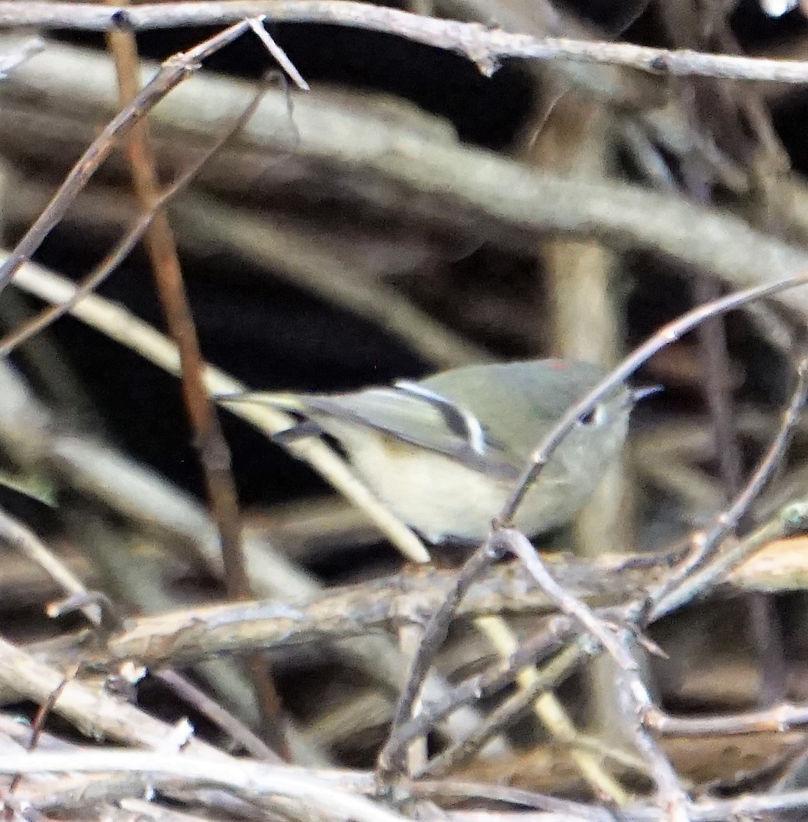 Ruby-crowned Kinglet - Anonymous