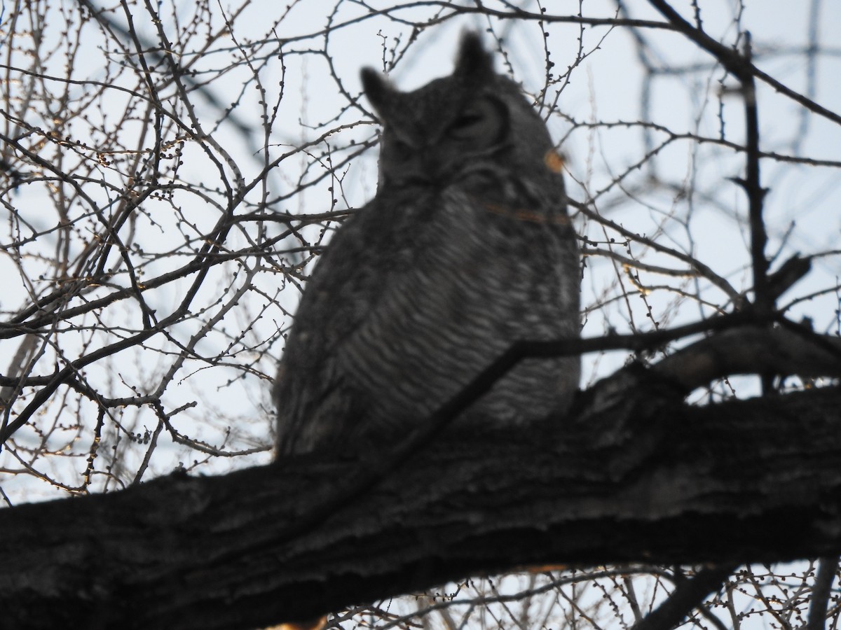 Great Horned Owl - ML81788721