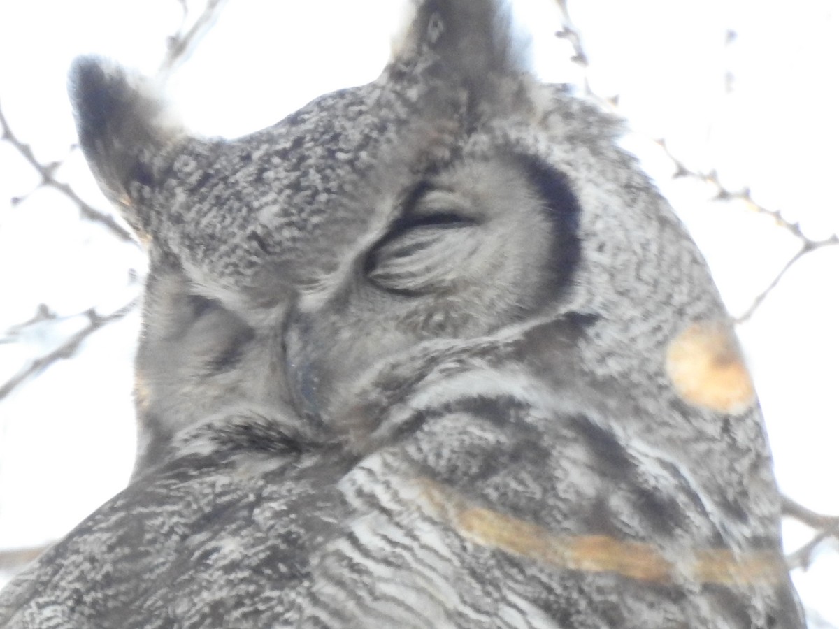 Great Horned Owl - ML81788911