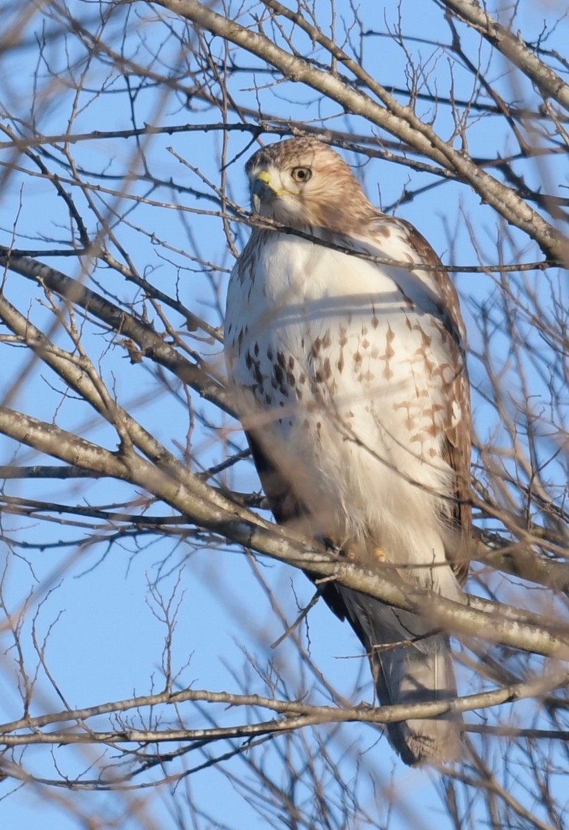 Red-tailed Hawk - ML81789441