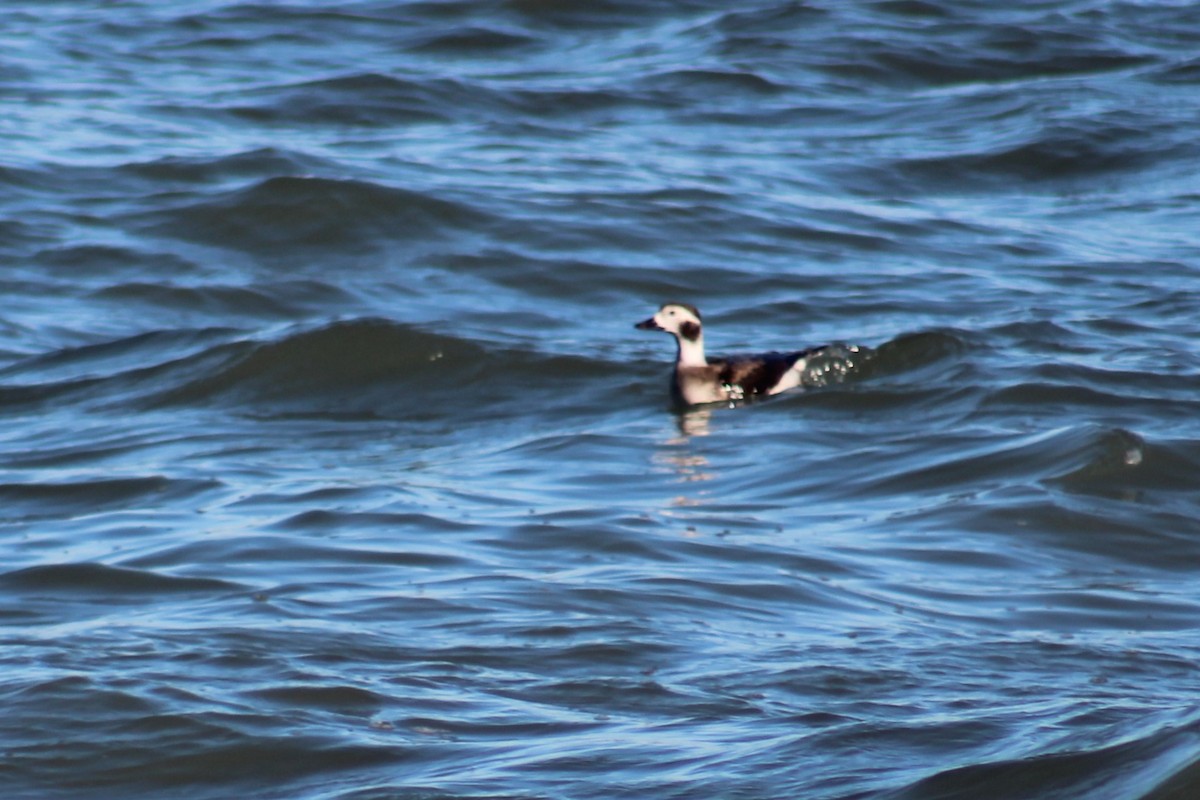Long-tailed Duck - Elizabeth Anderegg