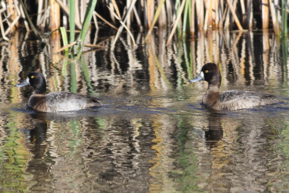 Greater Scaup - Ron Weeks