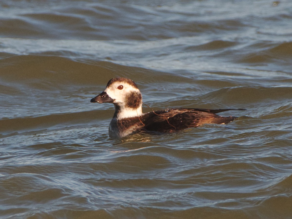Long-tailed Duck - ML81792401