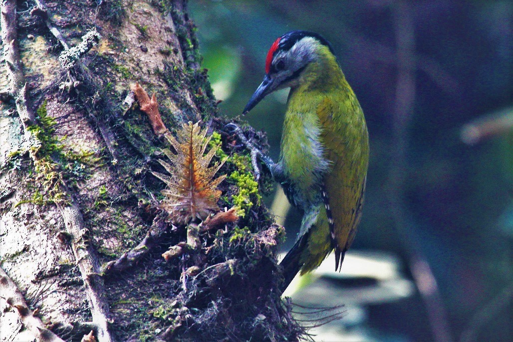 Gray-headed Woodpecker - Elena Kreuzberg