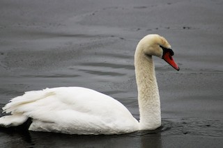 Mute Swan, ML81794061