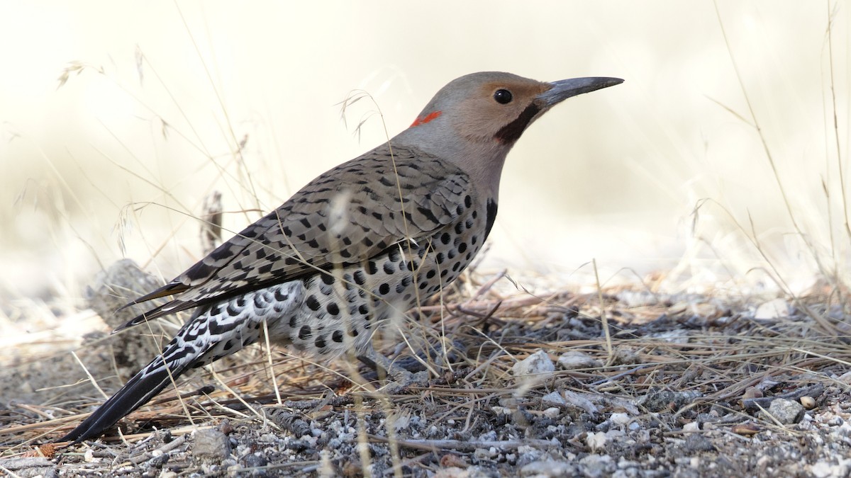 Northern Flicker (Yellow-shafted x Red-shafted) - ML81794461