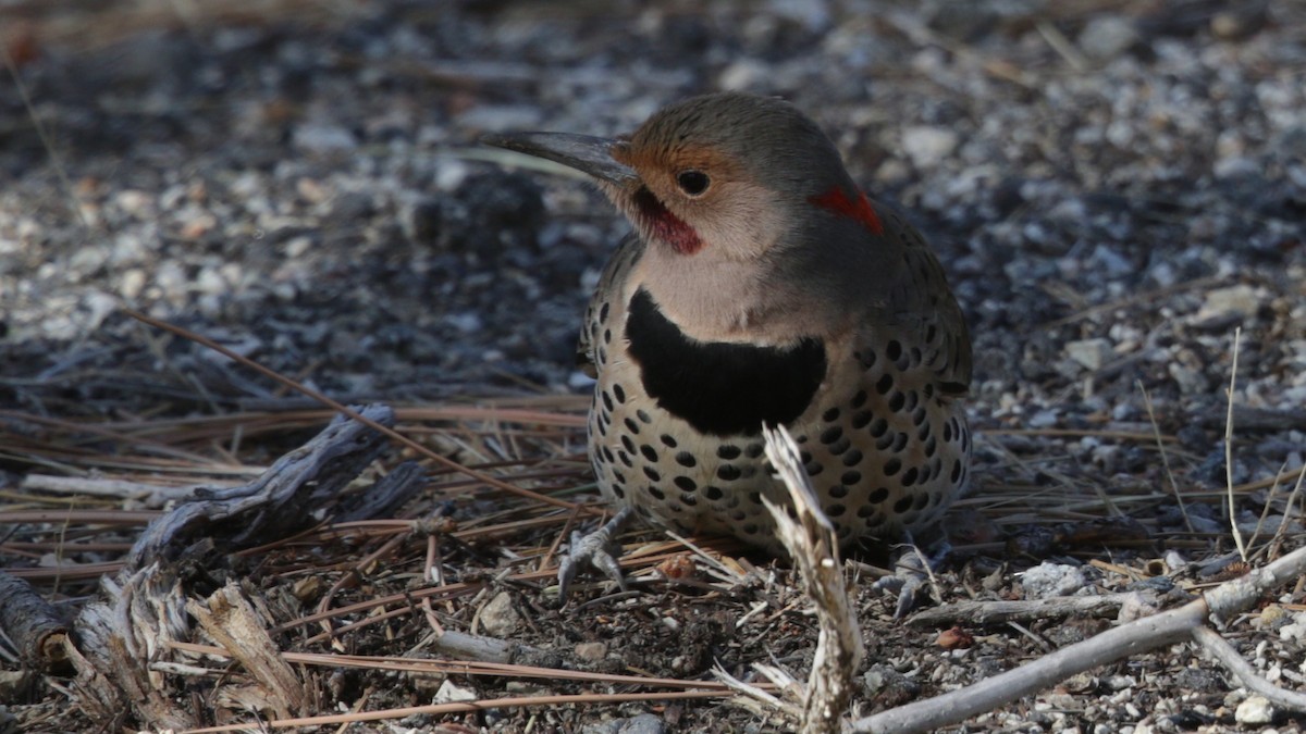 Northern Flicker (Yellow-shafted x Red-shafted) - ML81794531