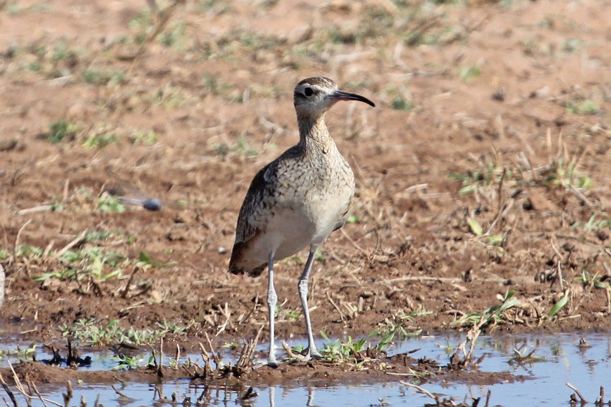 Little Curlew - Ray Turnbull