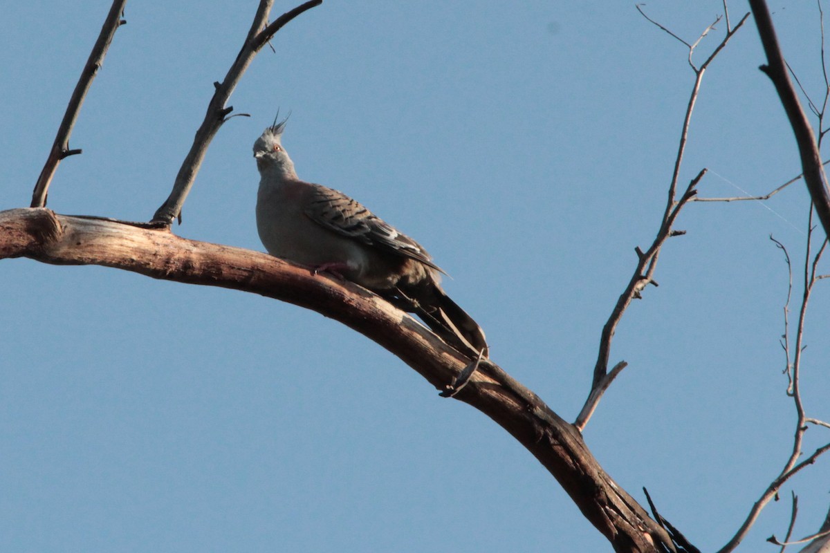 Crested Pigeon - ML81795631