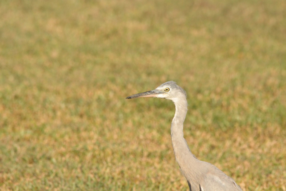 White-faced Heron - Greg and Georgie Shaw