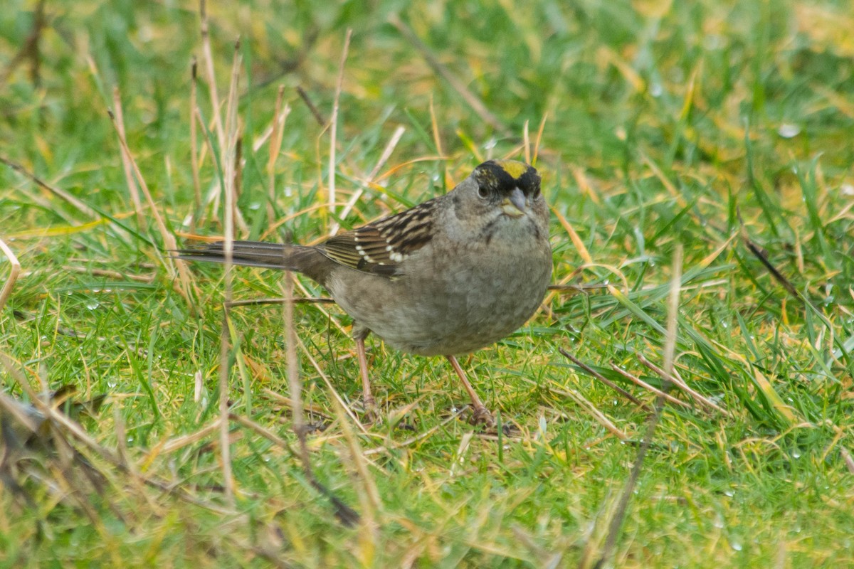 Golden-crowned Sparrow - ML81797611
