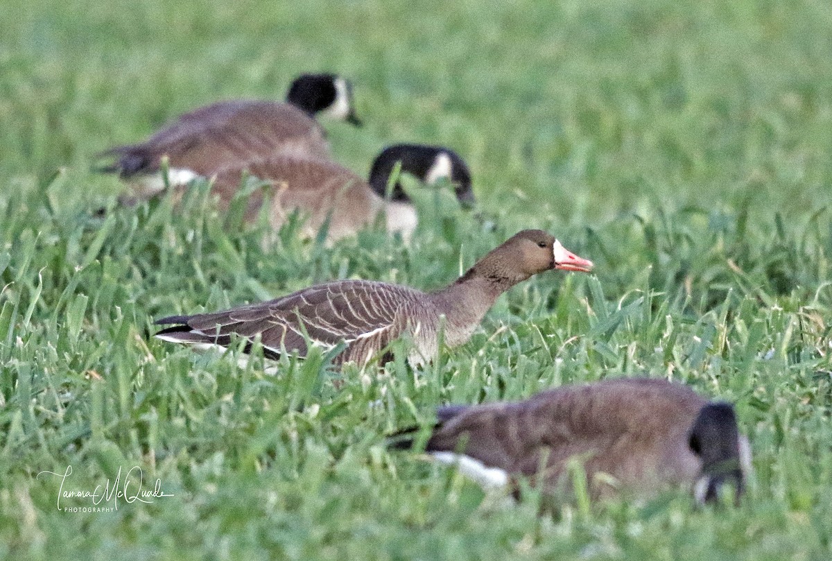 Greater White-fronted Goose - ML81798321