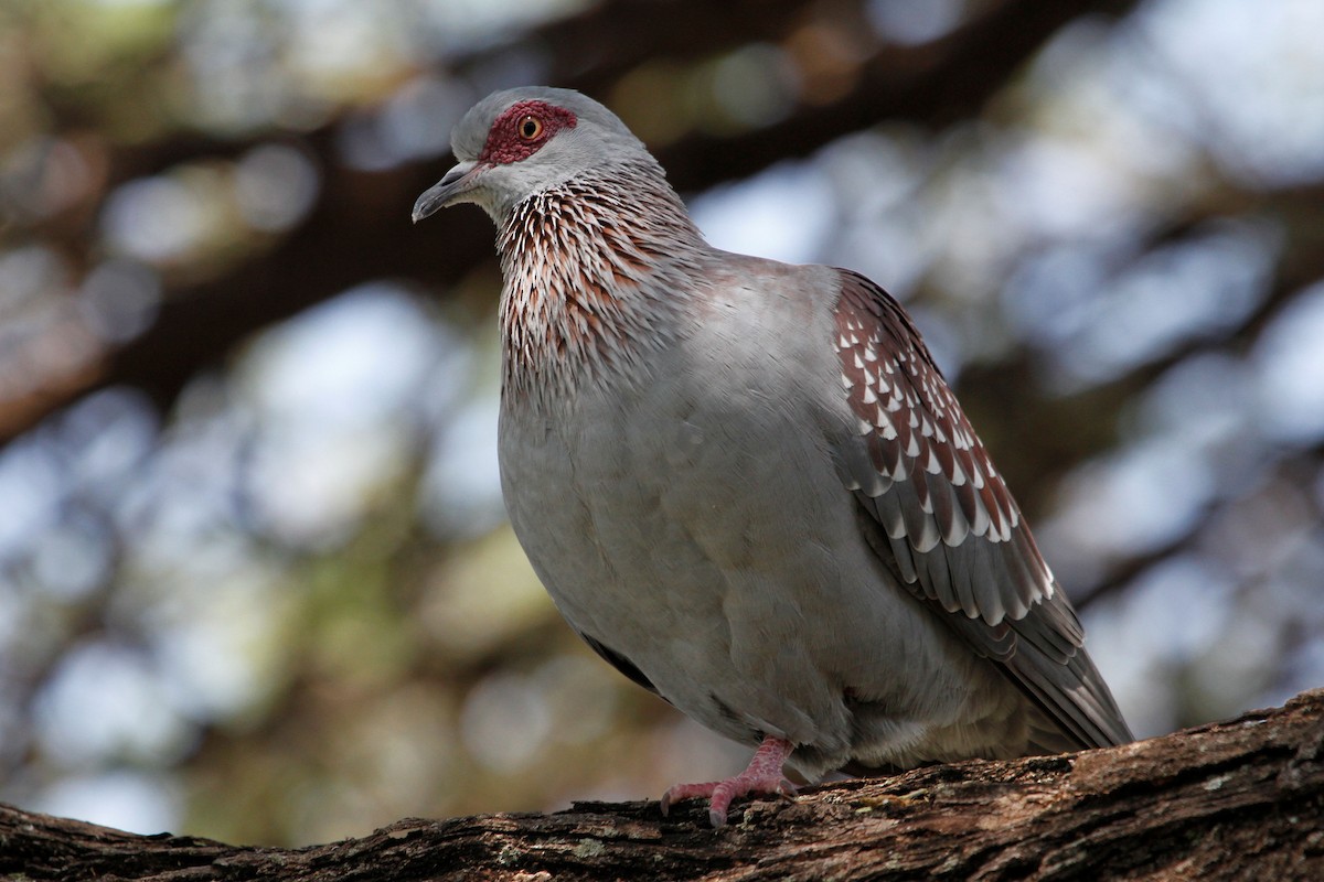 Speckled Pigeon - ML81801391