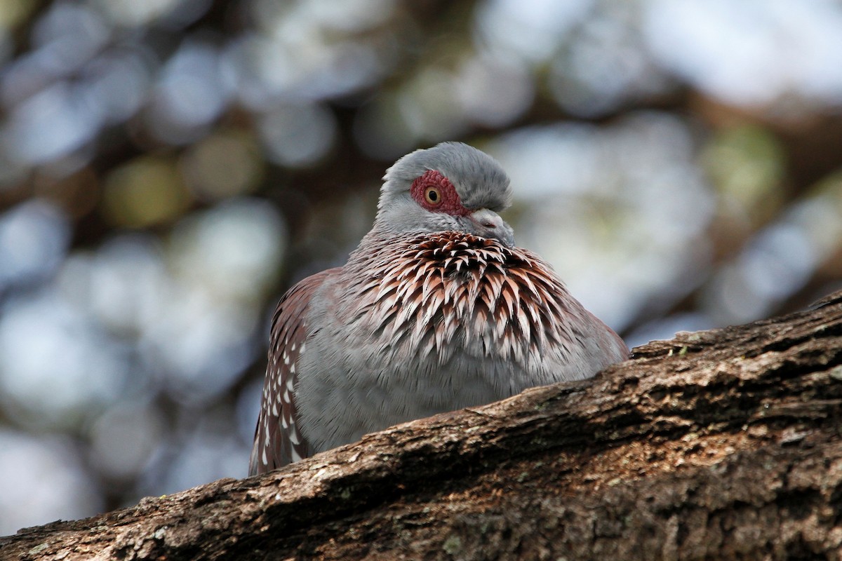Speckled Pigeon - Reinhard Vehring