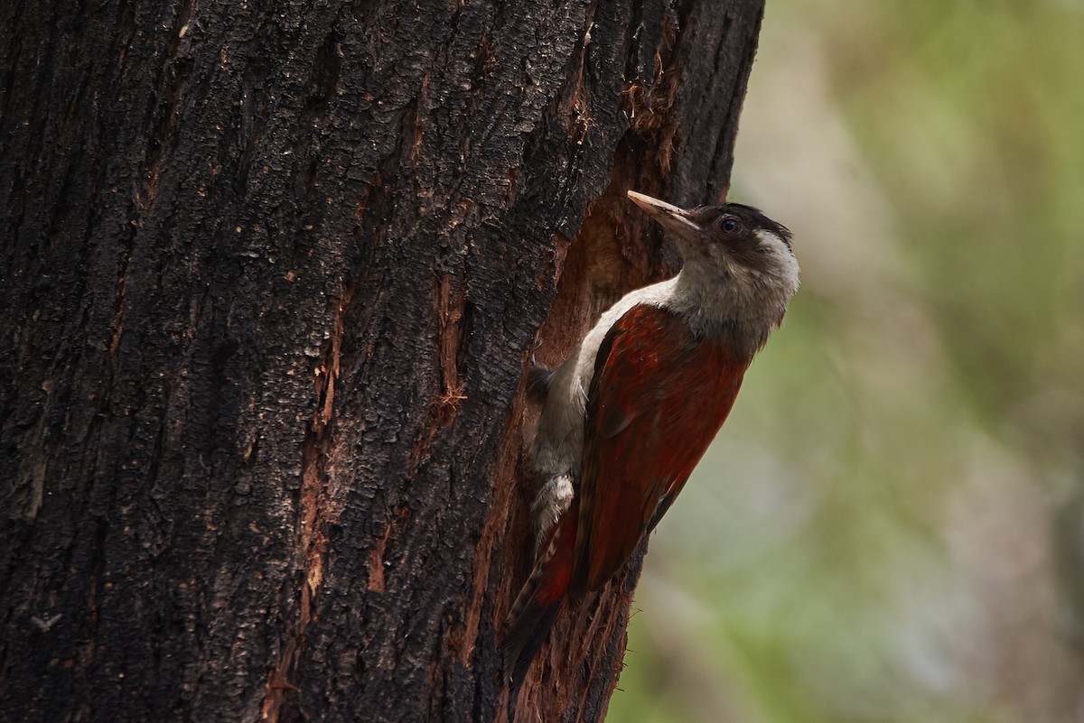 Scarlet-backed Woodpecker - Anonymous