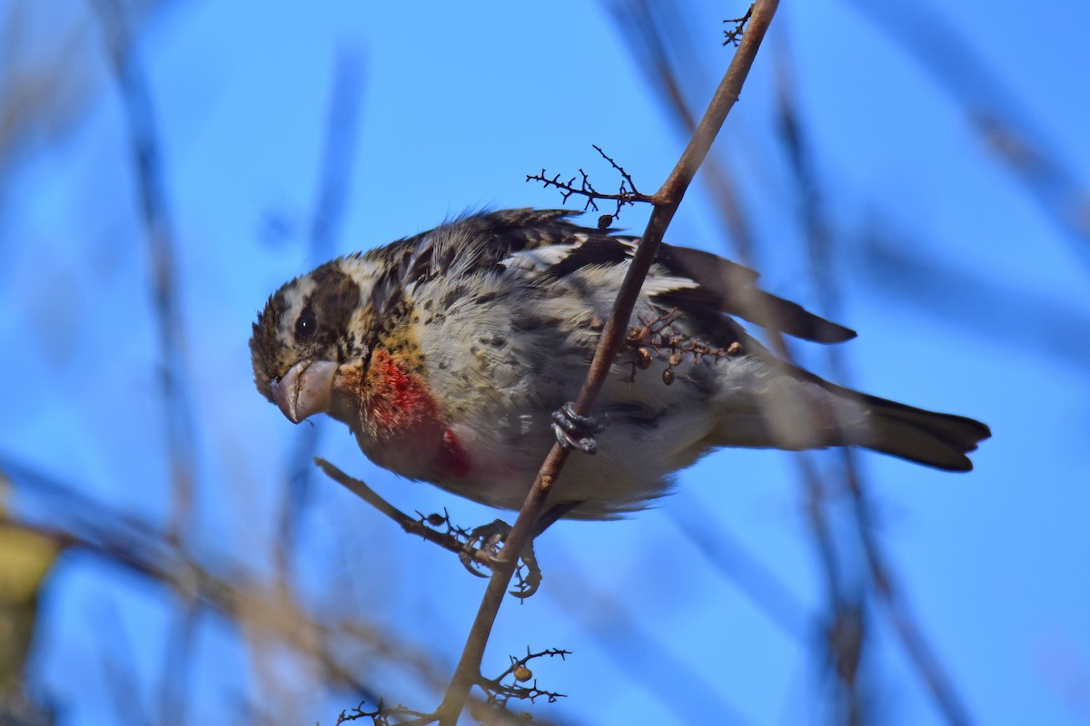 Rose-breasted Grosbeak - Perry Doggrell