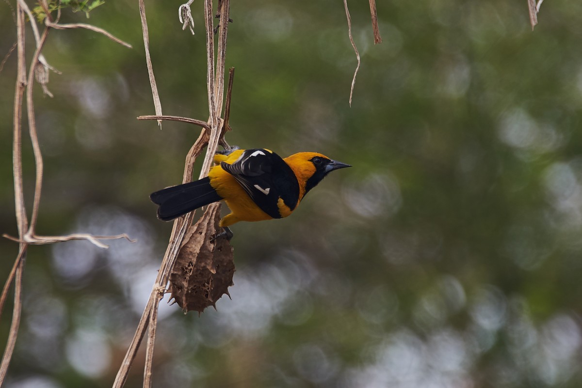 White-edged Oriole - Anonymous