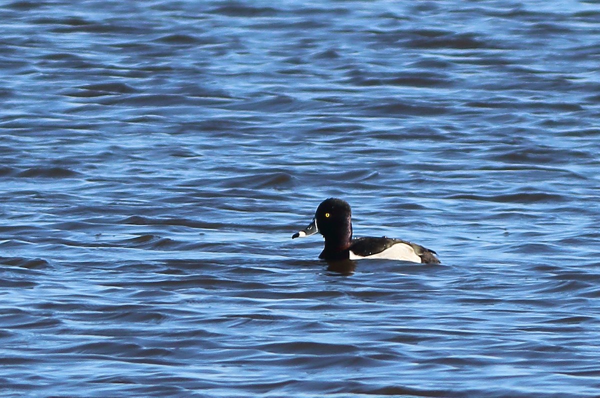 Ring-necked Duck - Patricia Isaacson