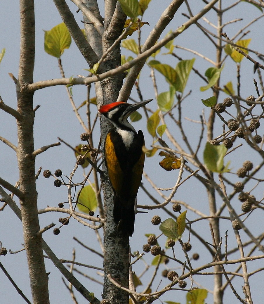 White-naped Woodpecker - Eric Barnes