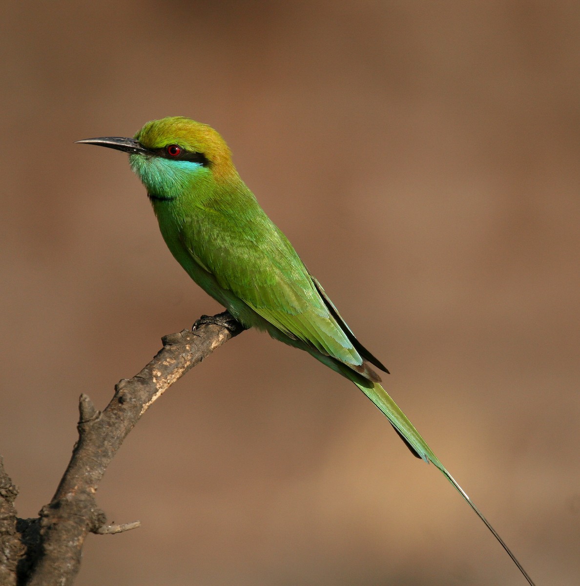 Asian Green Bee-eater - Eric Barnes