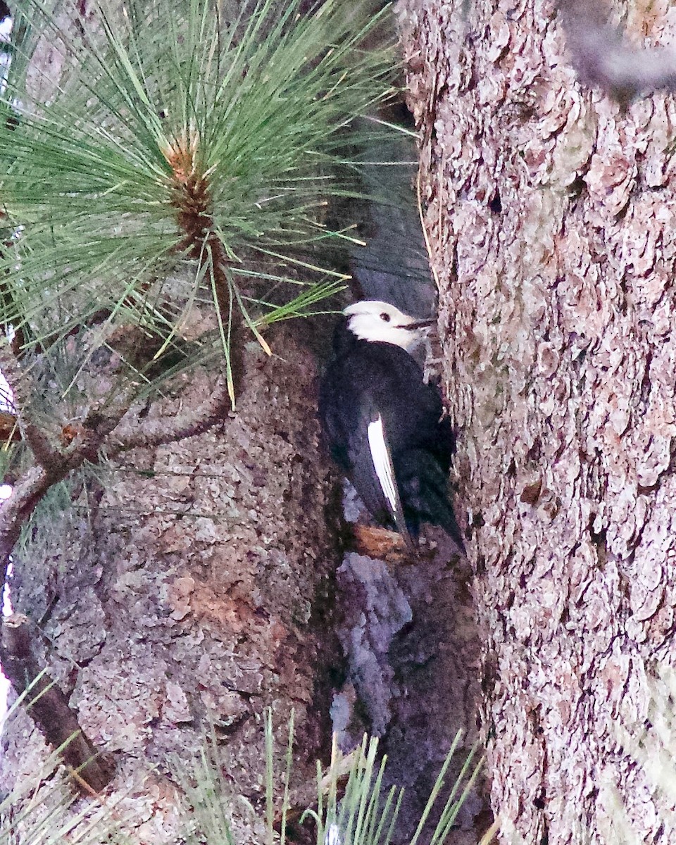 White-headed Woodpecker - ML81806221
