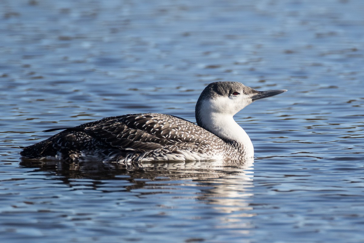 Red-throated Loon - Blake Matheson